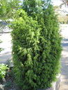 white cedar